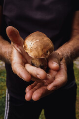 person holding mushrooms