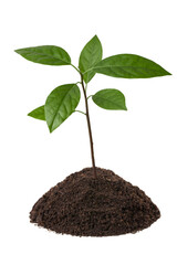 Avocado seedling, young tree with ground isolated on white background