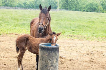 A Thoroughbred broodmare and young foal at an automatic waterer.