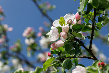 Pink and white apple blossoms in the garden in spring against a clear blue sky.