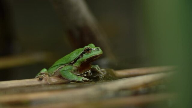 Male of European tree frog (Hyla arborea) sitting on dry cattail leaf floating water level surface waiting for females during breeding season. Wildlife macro footage with green beige contrast