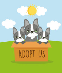 adoption cute dogs