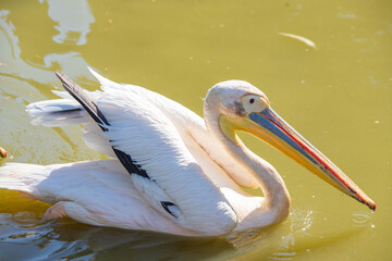 pink pelican close-up on the lake