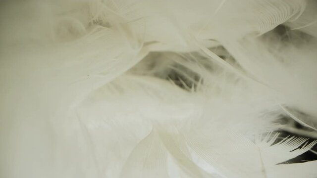 White bird fluff. The concept of softness lightness and tenderness.