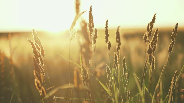 Slow motion of a natural gold farmer corn field at the summer sunset in the evening in super high quality 4K at 120 FPS 4:2:2 10 Bit 