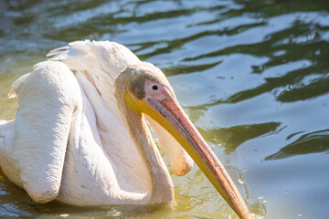pink pelican close-up on the lake