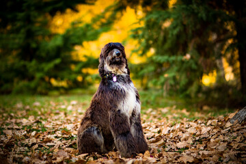 a thoroughbred big dog.an Afghan greyhound sitting on yellow leaves in a park