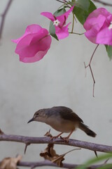 fly-catcher on a branch