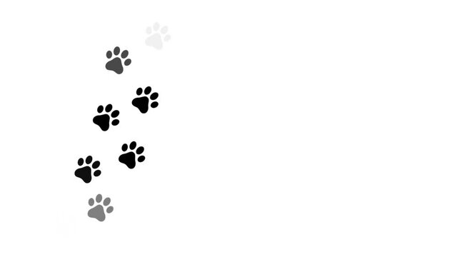 Cat`s paws print animations. Wild animal steps. Footprint animation. HD video.