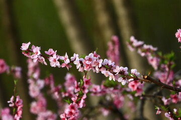 Blooming peach blossom, very beautiful