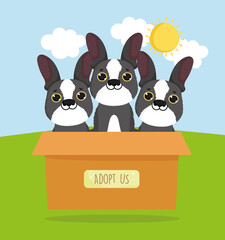 french bulldog on box