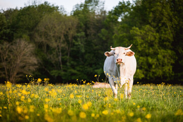 Vaches dans un pâturage en Normandie