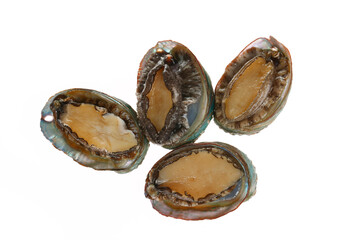 Abalone shellfish on a white background