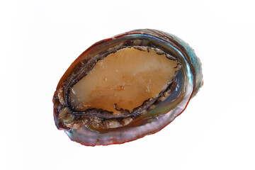 Abalone shellfish on a white background