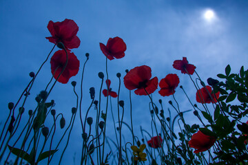 poppies are photographed from below against the background of the sky