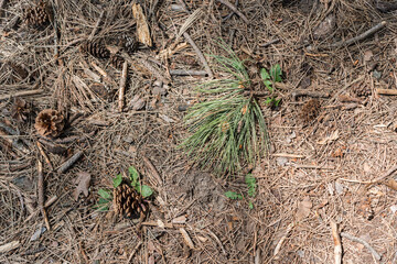 pine needles on the ground - background