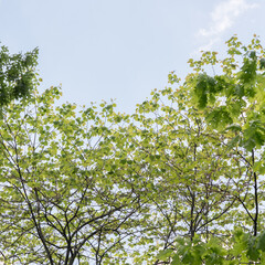 tree in the sky