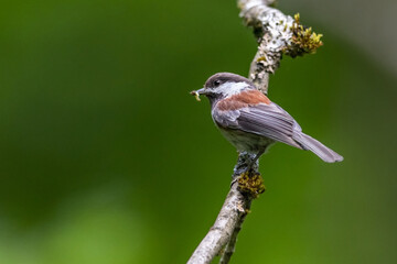 Chestnut backed Chickadee