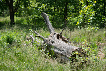 Fototapeta na wymiar decaying tree stump in a grassy area surrounded by trees