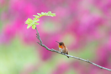 Rufous Hummingbird bird