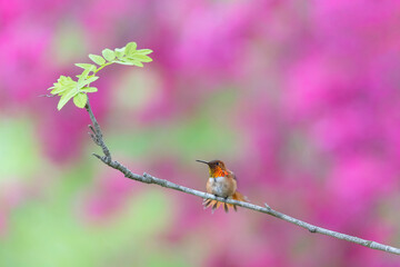 Rufous Hummingbird bird