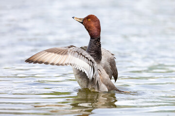 Redhead duck on the lake