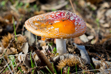Amanita muscaria poison mushroom textures and colors