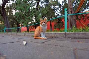 Pet cat on the stone road, Beijing