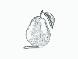 pear with leaf line art drawing illustration