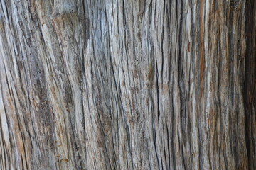 Close up of the old tree trunk
