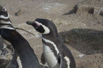 Penguin in the beach