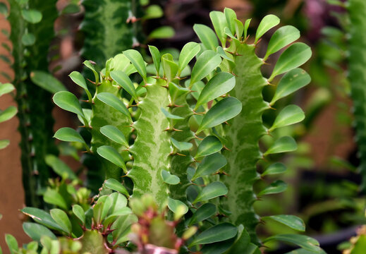 Ornamental exotic plant Euphorbia (Latin - Euphorbia trigona)