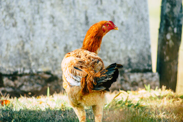 Farm Chicken