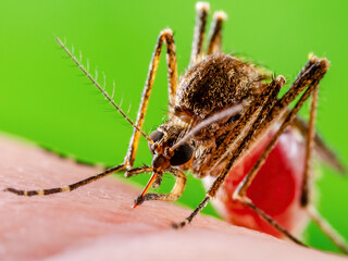 Malaria Infected Mosquito Bite on Green Background. Leishmaniasis, Encephalitis, Yellow Fever, Dengue, Malaria Disease, Mayaro or Zika Virus Infectious Culex Mosquito Parasite Insect Macro.