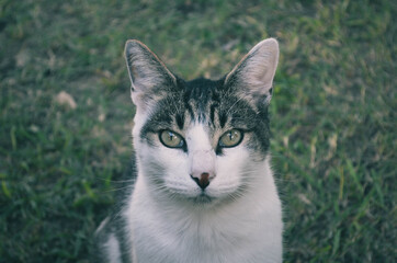 Gato de frente