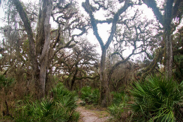 Oak Hammock Trail