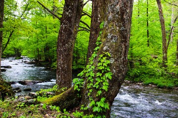 Mountain River