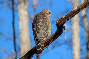 Red Shouldered Hawk