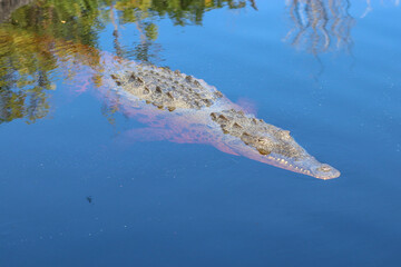 American Crocodile