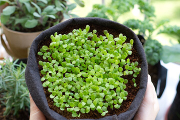 レタスの発芽　ベビーリーフの鉢植え