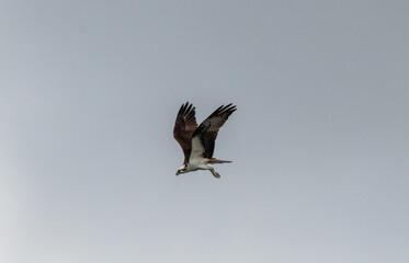 Osprey