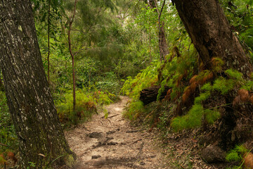 Forest Path at Daytime on Summer in National Park. Nature Concept