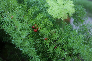 NATUREZA