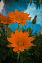 Orange gazania or african lily flowers in flower pot