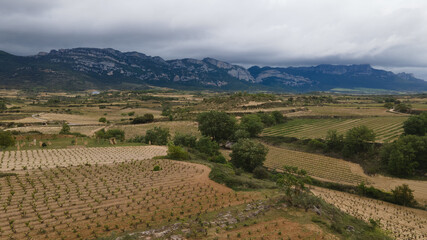 Vineyards in the wine-making region of La Rioja, Spain