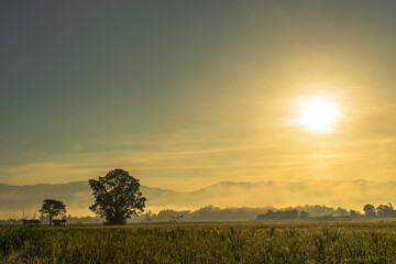 Fototapeta premium rice fields on sunrise time