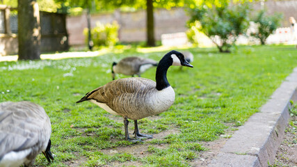 Canada goose from neck up