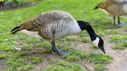 Canada goose from neck up