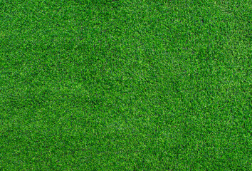 Green grass texture background. Top view