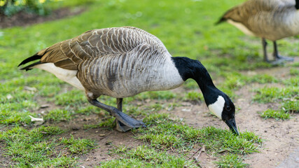 Canada goose from neck up